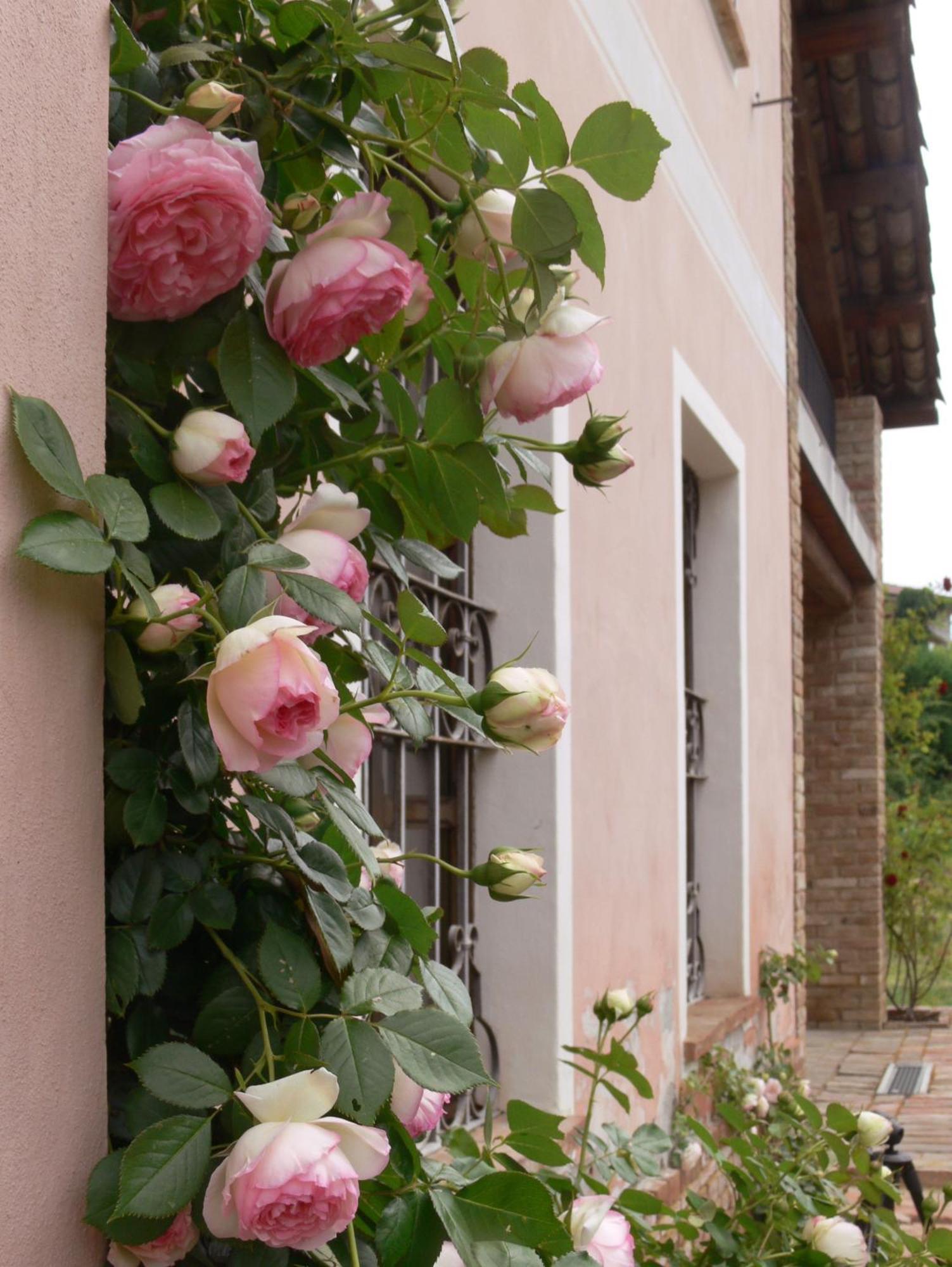 Casa Isabella Pension Vaglio Serra Buitenkant foto